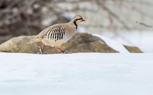 Chukar Partridge crossing the frozen river